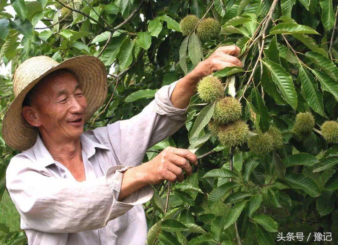 五一小长假必买十大特产,十一国庆河南旅游攻略