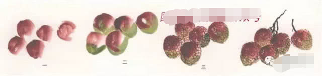 蔬菜水果画法,水果简单画法入门图文