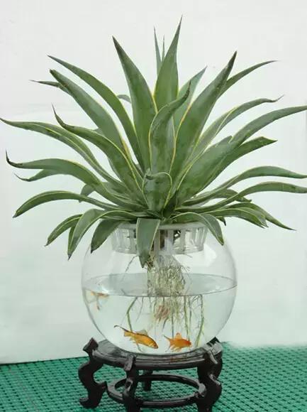 水培绿萝长青苔怎么办,水培金钱草叶子小怎么处理