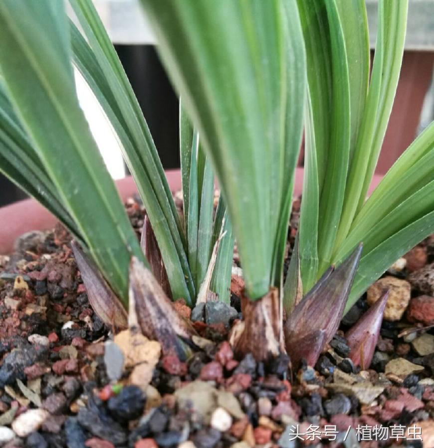 刚收到带花苞的兰花需要施肥吗,兰花有花苞了还能施肥吗