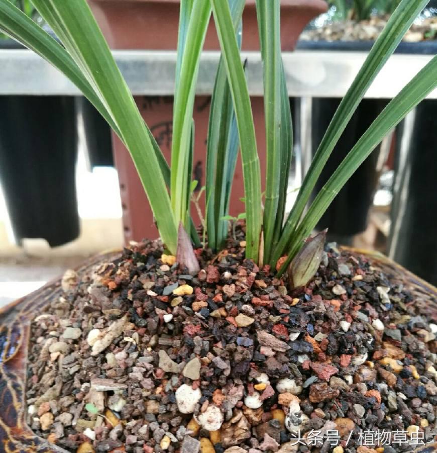 刚收到带花苞的兰花需要施肥吗,兰花有花苞了还能施肥吗