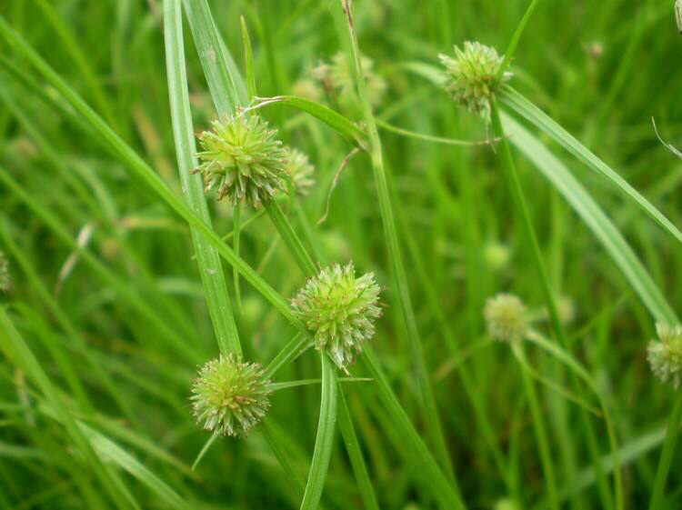 中药材水蜈蚣图片,野生草药水蜈蚣什么功效