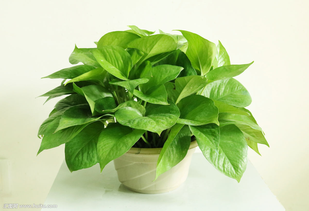 绿萝叶片怎么区分灼伤与虫害,绿萝有虫子用什么方法杀死