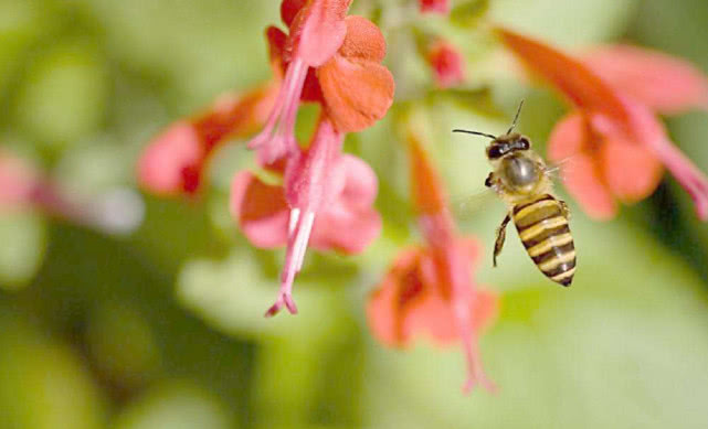 被黄蜂蛰了怎么办最有效的方法,被黄蜂蛰了肿了怎么办