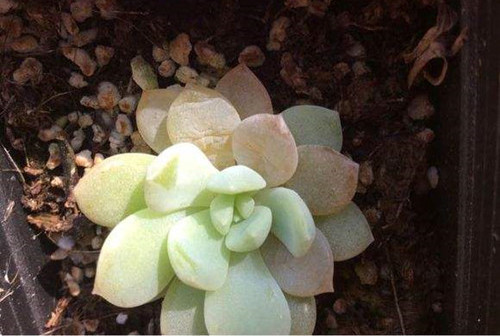 新买多肉上盆叶片烂掉怎么办,多肉叶子化水怎么救