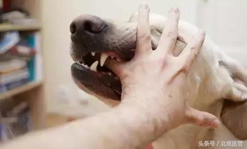 六岁男童被狗咬狂犬病发作后续,男子确诊狂犬病身亡几年前被咬过