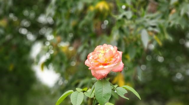 一如既往的出色,三星note9拍照可变光圈用不了