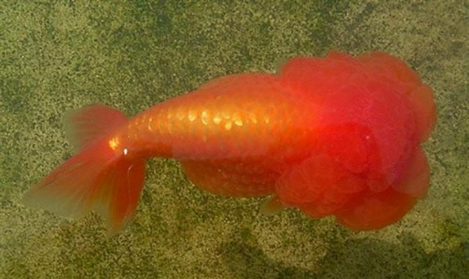 兰寿都是短尾巴吗,兰寿为什么短尾