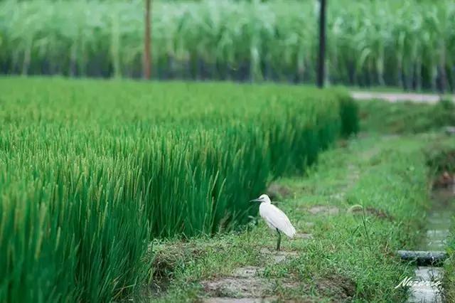 乡村振兴看浙江,乌镇乌村考察报告