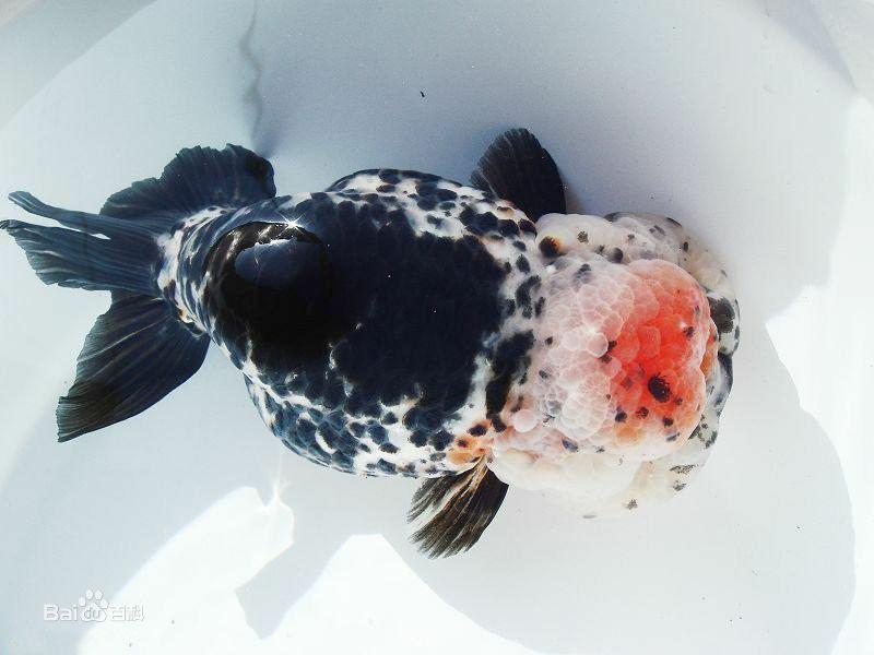 兰寿都是短尾巴吗,兰寿为什么短尾