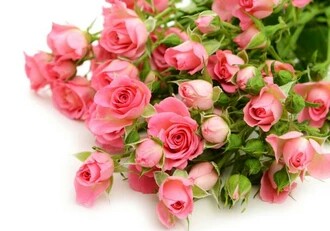 花语大全喜欢的赶紧收藏起来,花语大全100种花的花语象征爱情