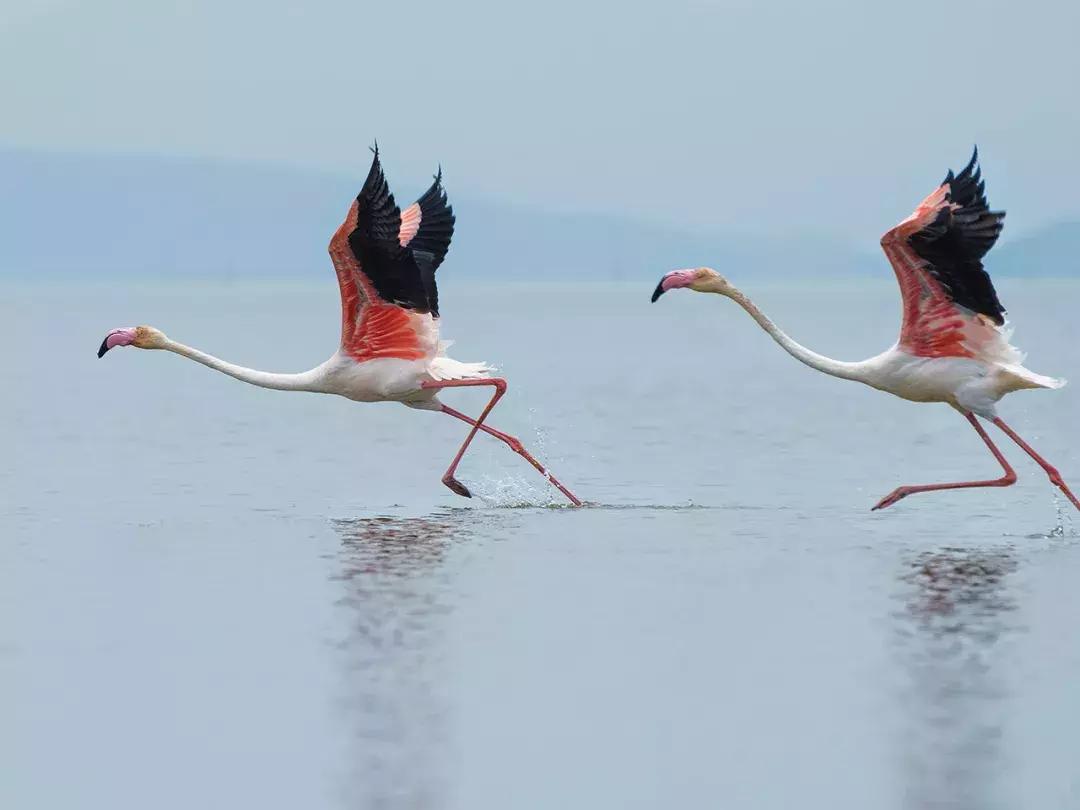 非洲丨生命大迁徙的狂奔之旅