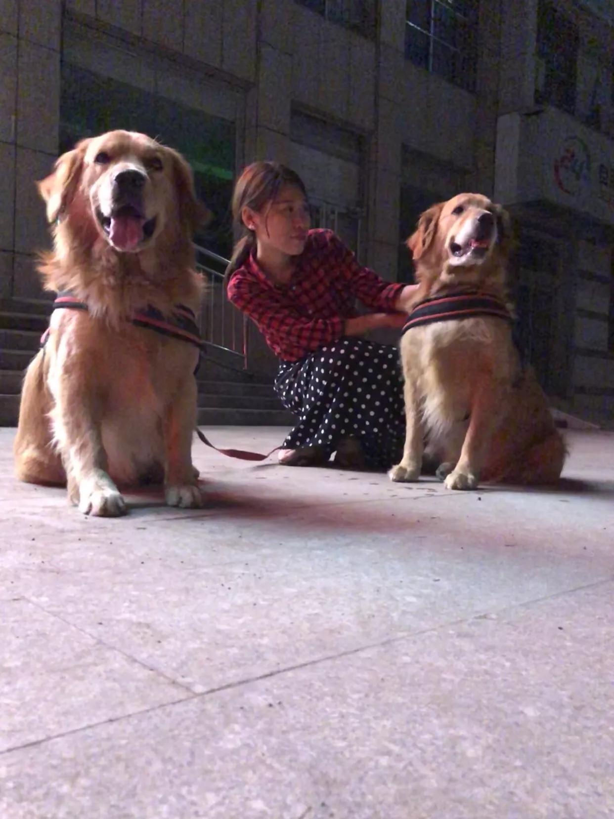 如果你孤独就养只宠物,如果你孤独了就养只狗狗吧