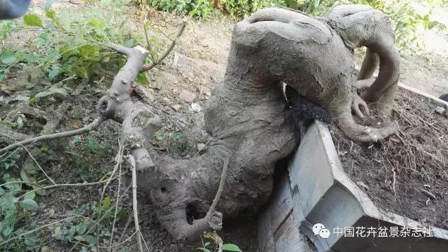 原生桩造型,原生苗盆景定型