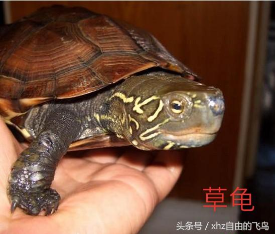 新手养龟该注意什么,新手养龟该怎么养