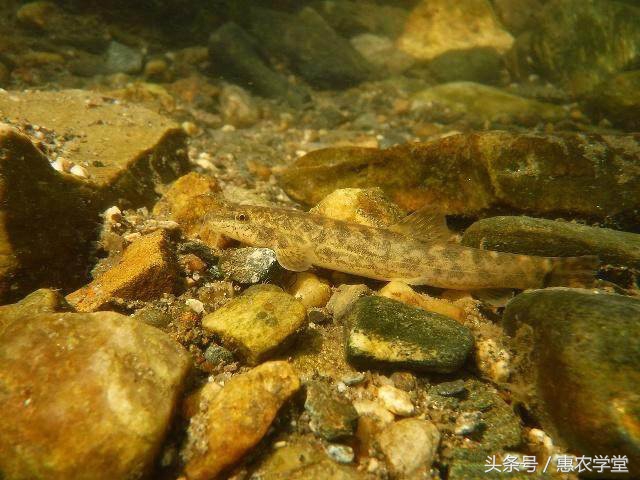 农村小溪常见的5种野生鱼,农村生活最常见的鱼