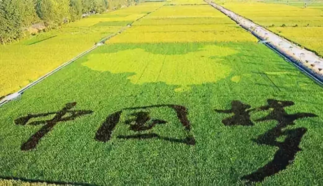 农业投资创业项目有哪些,农业创业项目经营模式