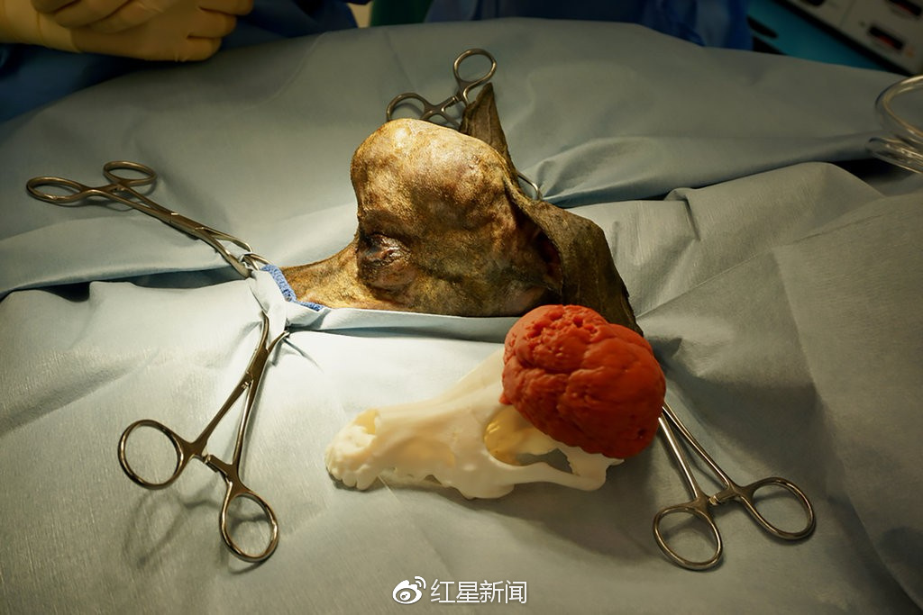 腊肠狗改良,腊肠狗转脸