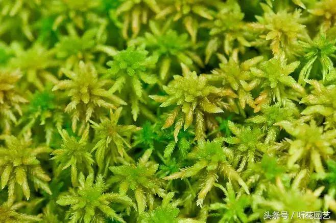 苔藓王国,奇妙的苔藓世界