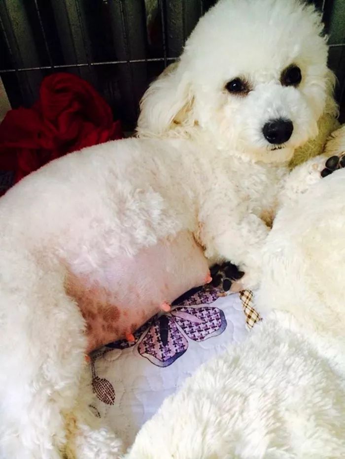 比熊精神状态好呕吐怎么回事,比熊狗狗呕吐吃什么药