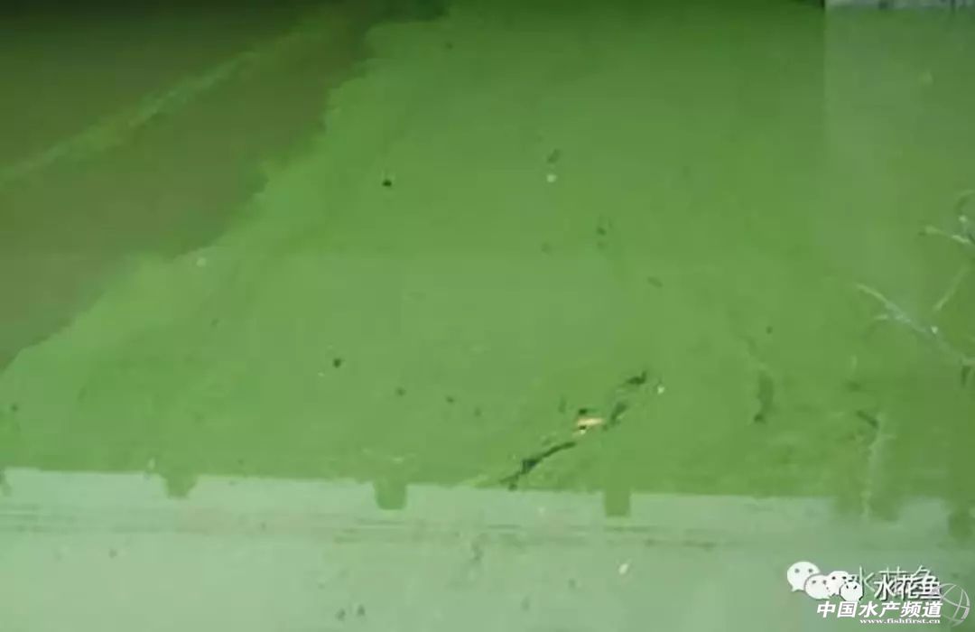 如何辨别好水,怎么分辨好水和坏水