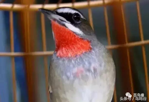 新抓的红靛颏如何开食,新捕的红靛颏好换食吗