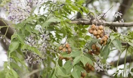农村不起眼的树,农村常见却又被忽视的好木头