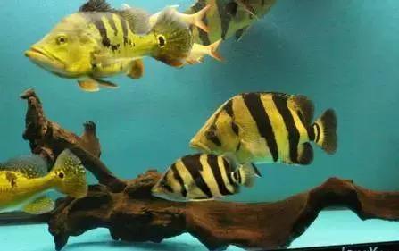 中华栉孔鰕虎鱼介绍,矛尾复鰕虎鱼介绍