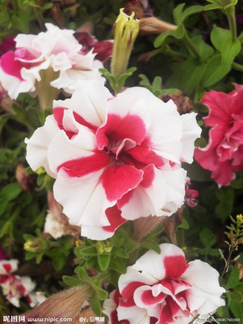 养花方法大全,花店一般怎么养花护花