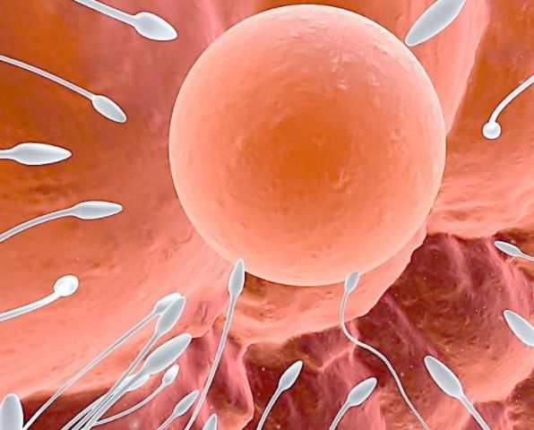 “精子”进入女人体内没“受精”去了哪？看完或许你就知道了！