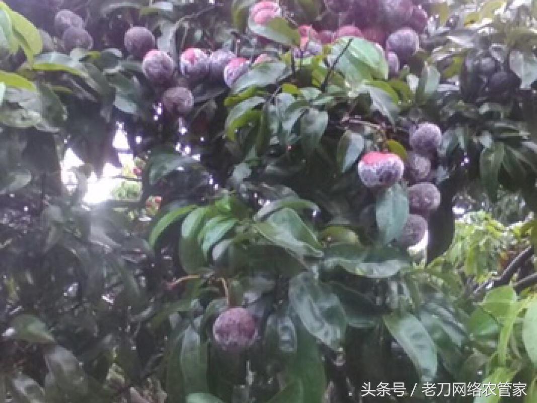 荔枝树干腐病,荔枝酸腐病最好的杀菌剂有哪些