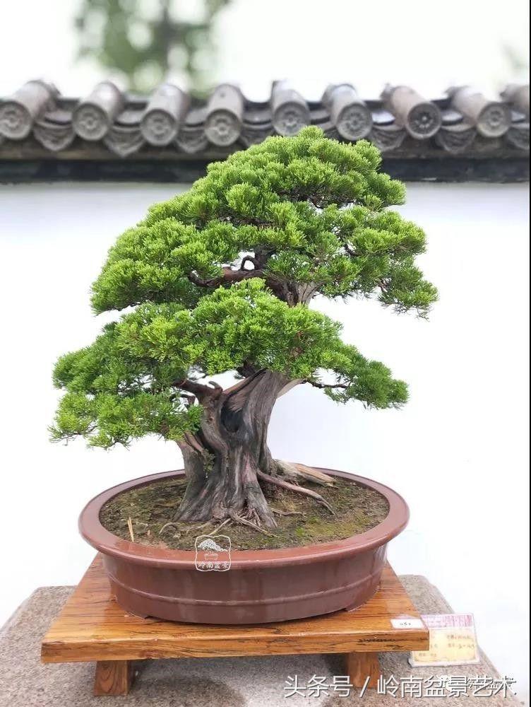 百年精品流苏老桩盆景,精品南天竺盆景