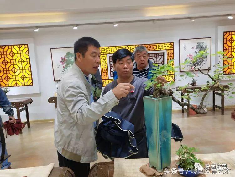 百年精品流苏老桩盆景,精品南天竺盆景