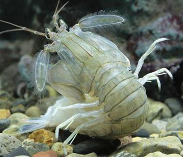 皮皮虾怎么挑有肉有黄,如何挑肉质肥美的皮皮虾