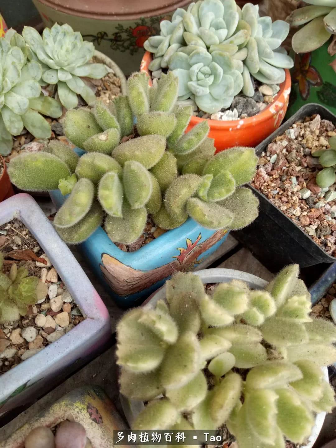 命运多舛，痴迷淡然，肉坚强们逆袭在秋天！