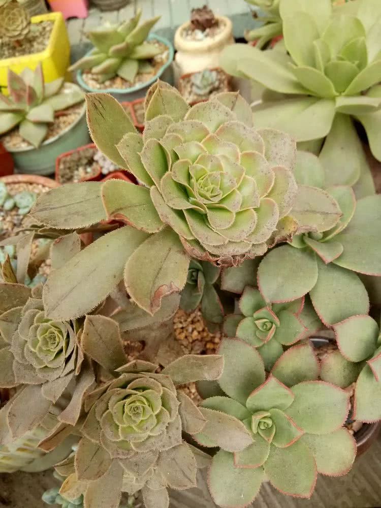 命运多舛，痴迷淡然，肉坚强们逆袭在秋天！