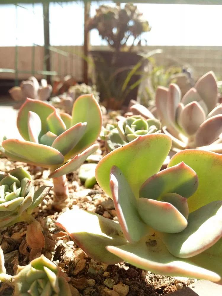 命运多舛，痴迷淡然，肉坚强们逆袭在秋天！