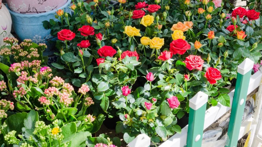 夫子庙花鸟鱼虫市场回忆,夫子庙花木鱼虫市场