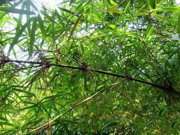 日本人用小竹子做鱼竿去小沟钓鱼,钓鱼人手工制作竹子鱼竿