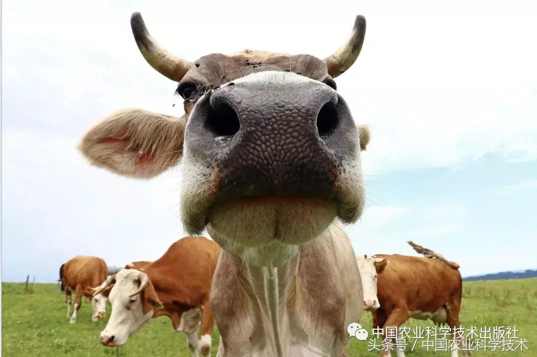 兽医诊断书籍推荐,畜禽疾病处方指南