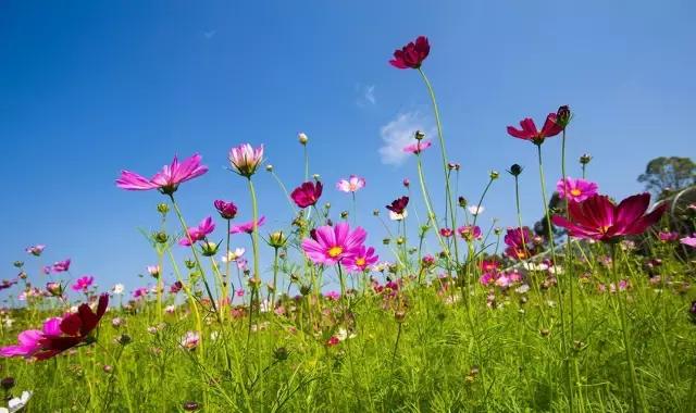 泸沽湖为什么适合一个人去,大理古城和泸沽湖哪个更值得一去