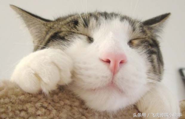 萌宠总动员第一季全集免费,萌宠总动员周末嗨翻天