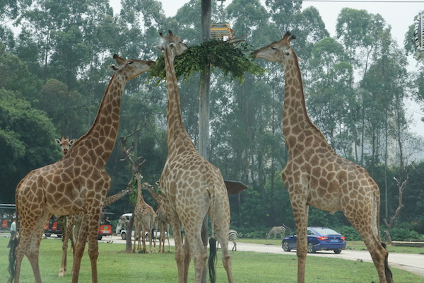 黑色十一代本田雅阁自驾游,本田雅阁轿车自驾游的真实生活