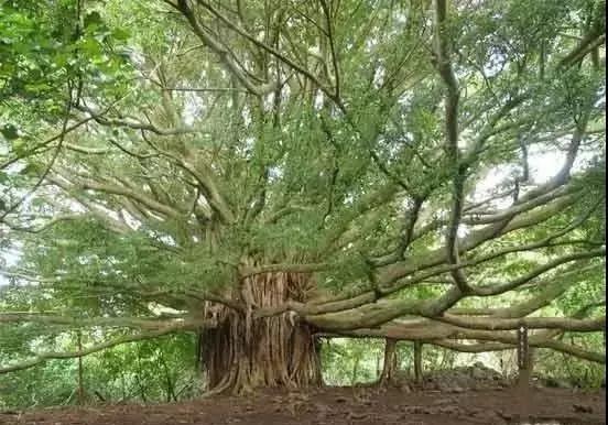 世界上有各种各样的树你听说过,世界上最美的树的排名