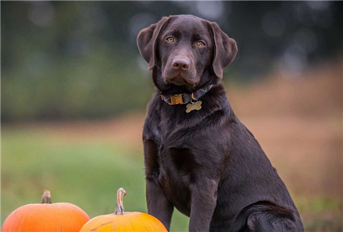 6岁小男孩被疯狗咬伤仅13天离世，专家建议：狂犬疫苗越早打越好