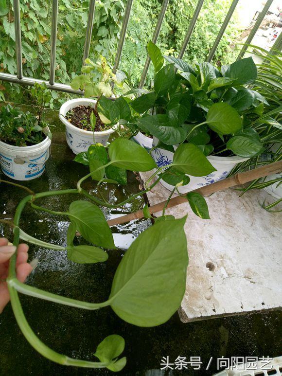 养绿萝做好这几点轻松养爆盆,绿萝要这样养才容易爆盆
