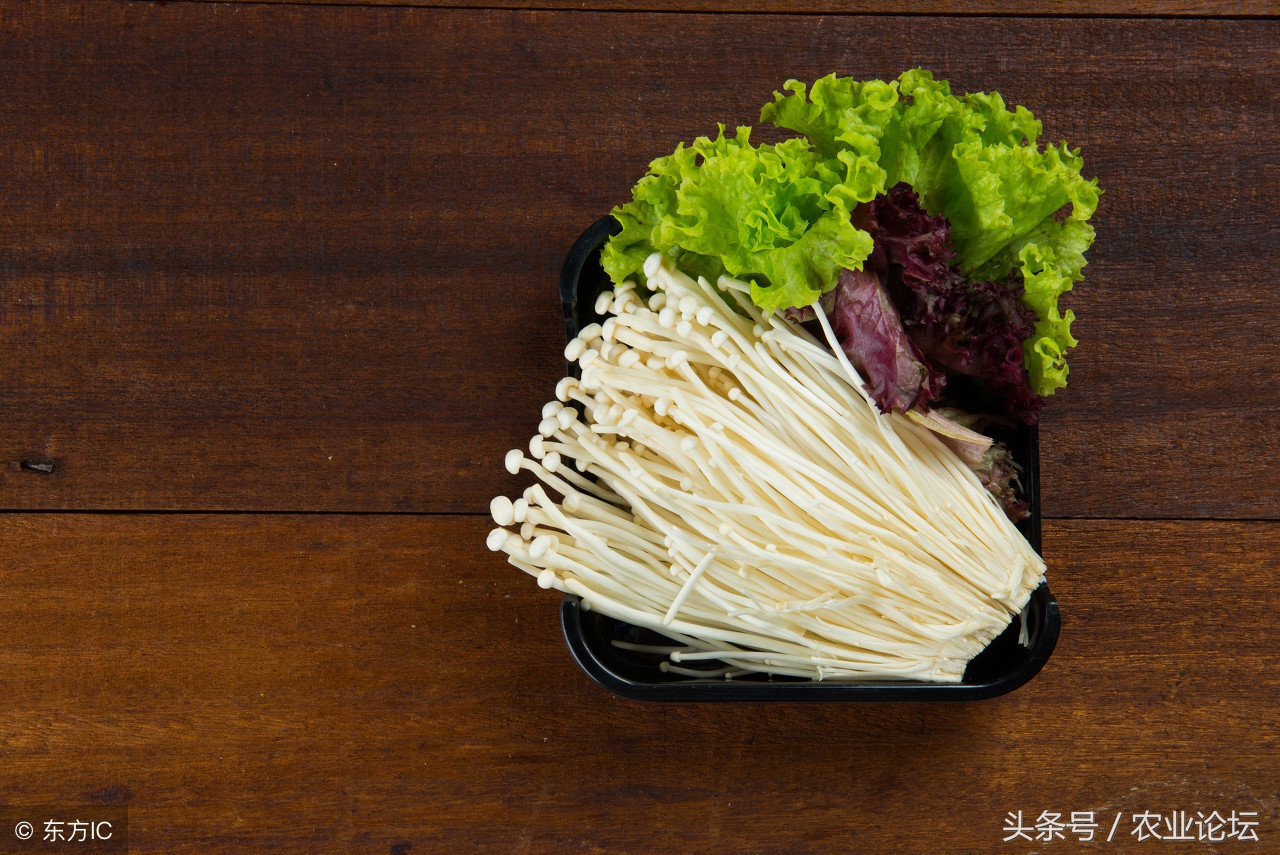 金针菇反季节怎么防治,金针菇锈斑病