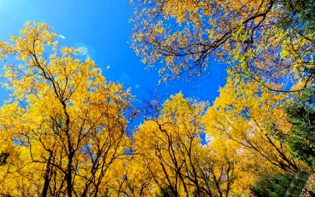 甘南秋天,甘南州的秋天