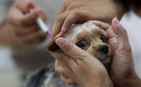 致死率100%的狂犬病有多厉害,致死率100%的狂犬病你该怎么预防