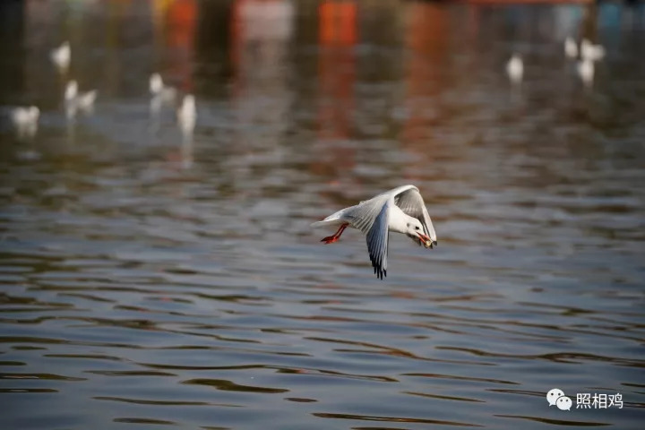单评｜为啥选7RⅢ做你的视频机？